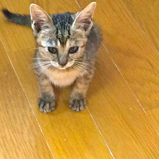 大きなお目々の甘えんぼ