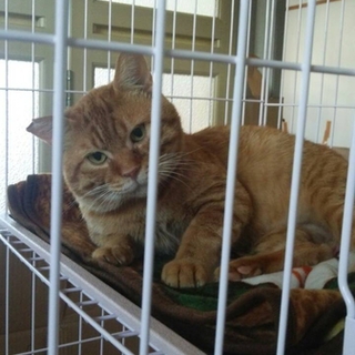 可愛い茶トラの猫ちゃんです。