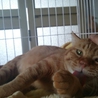 可愛い茶トラの猫ちゃんです。 サムネイル3