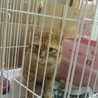 可愛い茶トラの猫ちゃんです。 サムネイル2