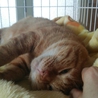 可愛い茶トラの猫ちゃんです。 サムネイル4