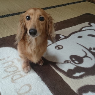 大人しい甘えん坊です。