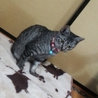 サバトラの女の子 サムネイル6