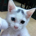 オッドアイのはなちゃん