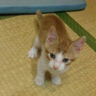 フワポワの男の子