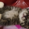 かわいいサバトラくん里親さん募集です サムネイル3