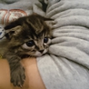 かわいいサバトラくん里親さん募集です サムネイル7