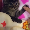 かわいいサバトラくん里親さん募集です サムネイル5