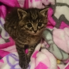 かわいいサバトラくん里親さん募集です サムネイル6