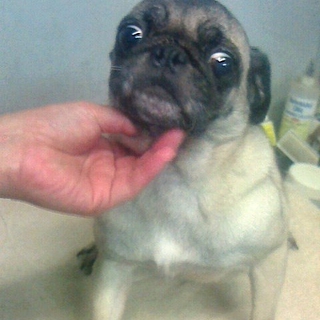 パグの成犬