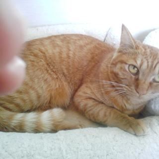 茶トラの猫ちゃん
