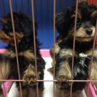 新発田市の犬の里親募集情報まとめ ペットのおうち 月間利用者150万人