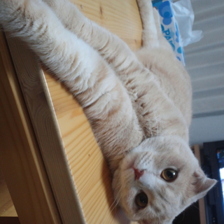 スコティッシュのかわいい猫です