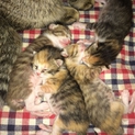 愛知県内で！捨て子猫の里親さん募集