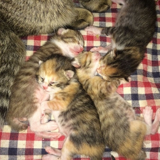 愛知県内で！捨て子猫の里親さん募集