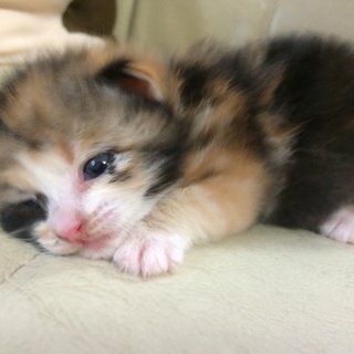 可愛い子猫の里親募集中！