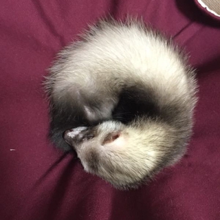 フェレット里親募集中です