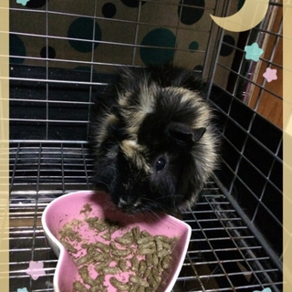 モルモット 巻き毛 ブラック×クリーム