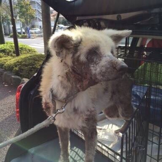 性格花マル  8歳くらい皮膚病秋田犬