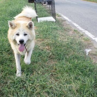 赤秋田犬 3〜4才 人懐こい