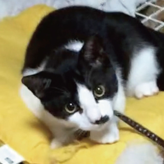 犬みたいな性格の猫♥