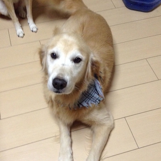 とても素敵な里親様に出会えました。