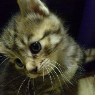 H26年9月13日生まれ、4匹の子猫です！