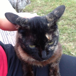 甘えん坊なサビ猫ちゃん