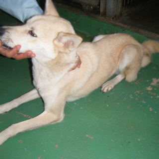 期限切迫！！放浪が長かった1～2歳の姉妹犬です。