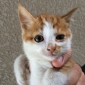 子猫ちゃん　里親さん募集