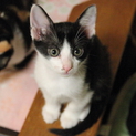 大人猫も人間も大好き♪　兄弟希望♪　【名古屋】