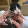 大人猫も人間も大好き♪　兄弟希望♪　【名古屋】 サムネイル7