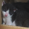 大人猫も人間も大好き♪　兄弟希望♪　【名古屋】 サムネイル6