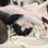 大人猫も人間も大好き♪　兄弟希望♪　【名古屋】 サムネイル3