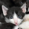 大人猫も人間も大好き♪　兄弟希望♪　【名古屋】 サムネイル4