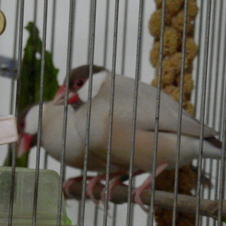 シナモン文鳥２羽の里親募集します