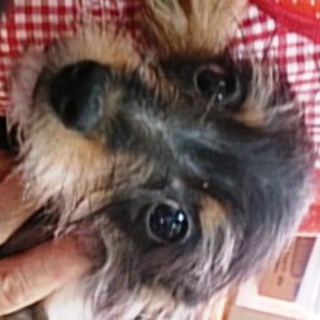 ミックスの4ケ月の子犬