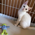 琥珀色の瞳の白子猫