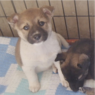 愛護管理センターから引出し子犬