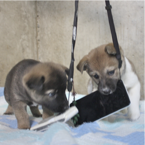 愛護管理センターから引出し子犬 サムネイル3
