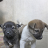 愛護管理センターから引出し子犬 サムネイル6