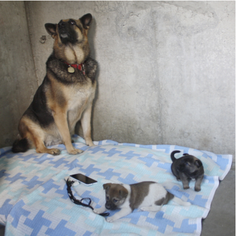 愛護管理センターから引出し子犬 サムネイル7