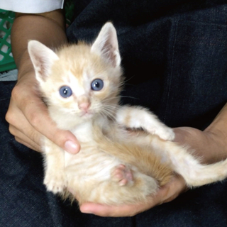 大きな猫を飼ってる人に貰われました★