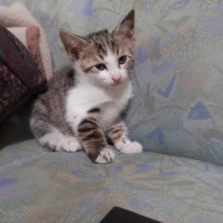 子猫ちゃんの里親になってください