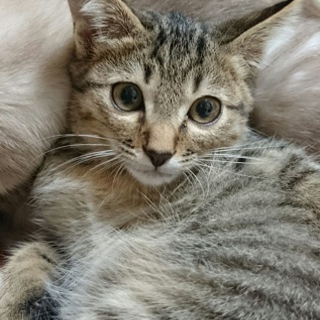 実は双子です