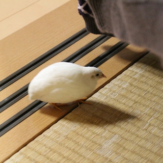 ヒメウズラのヒナ２羽の里親決定しました！