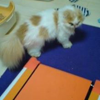猫ちゃん2匹の里親さま募集しています