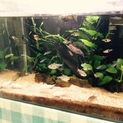 熱帯魚と飼育用品全て差し上げます。