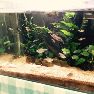 熱帯魚と飼育用品全て差し上げます。