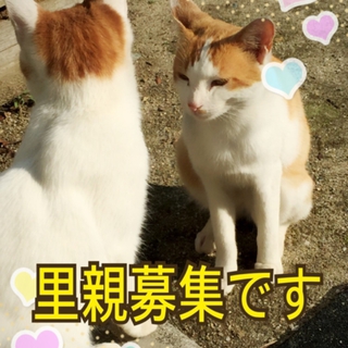 2匹の兄弟？里親募集